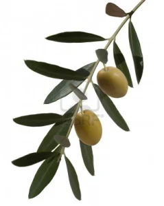 olive-branch